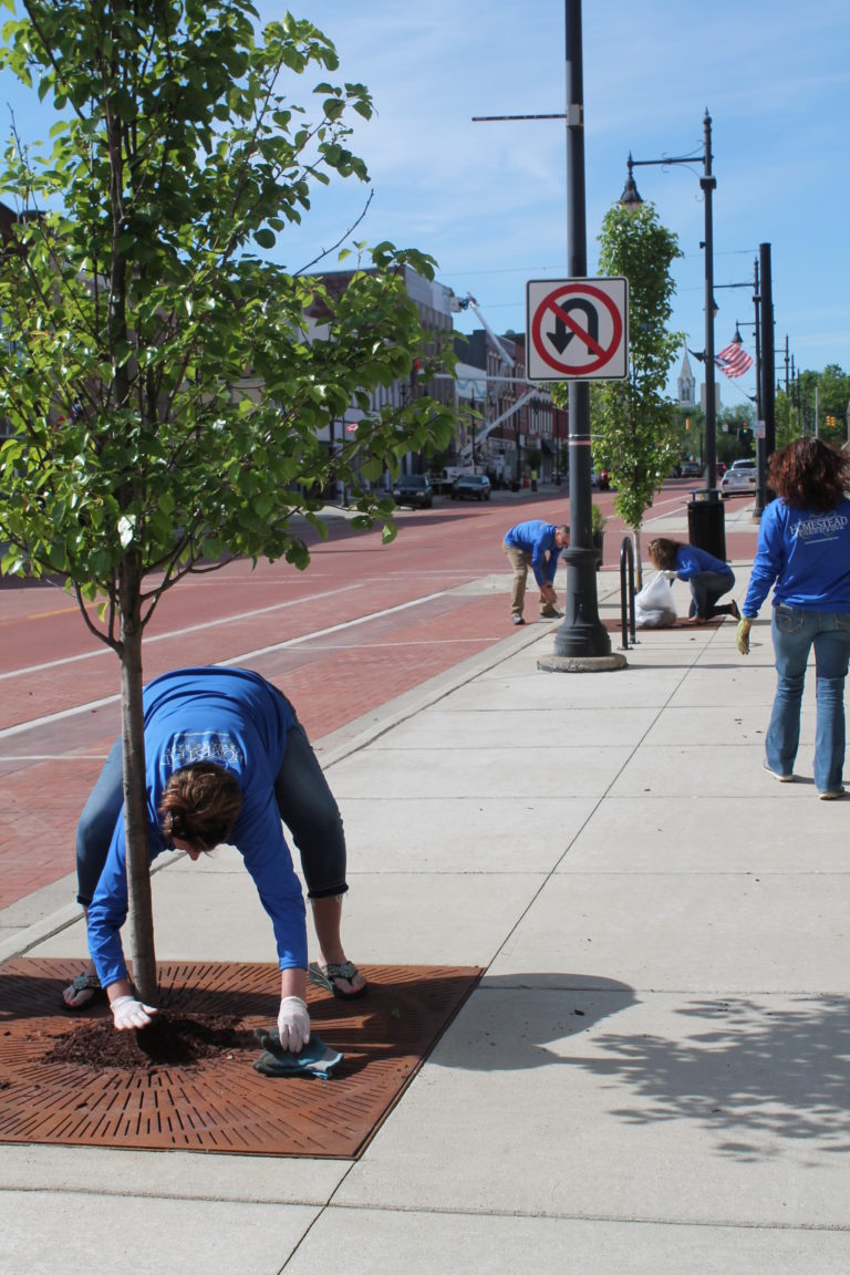 Homestead team members replacing mulch for trees in downtown Albion.
