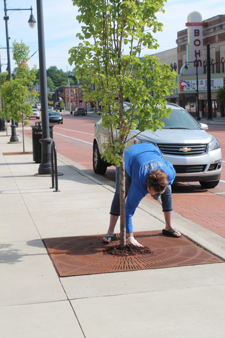 A member of the Homestead team leveling mulch for a tree in downtown Albion.